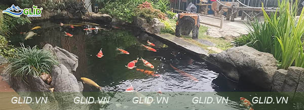 Thiết Kế Thi Công Hồ Cá Koi Thái Bình